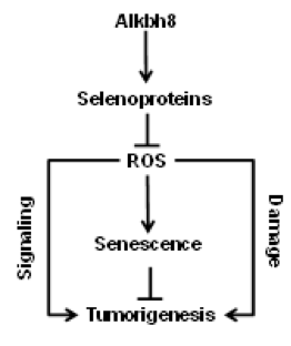 Selenium, senescence and renal cancer